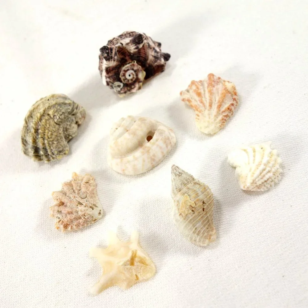 Natural Mini Shells‎ Set of 8 Miniature Crafting Nautical Beach Decor Seashells